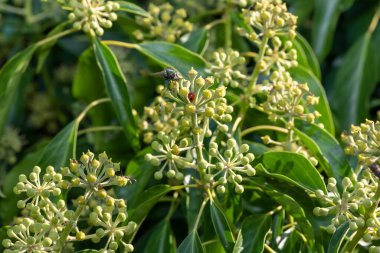 Yaygın sarmaşık (hedera sarmaşığı) çiçeklerini kapat
