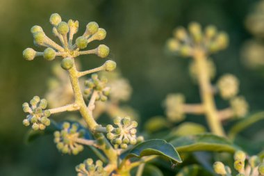 Yaygın sarmaşık (hedera sarmaşığı) çiçeklerini kapat