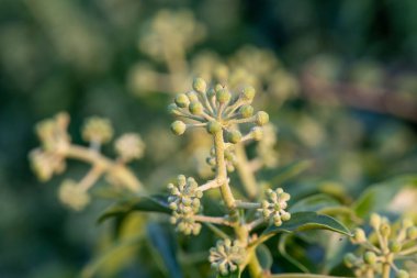 Yaygın sarmaşık (hedera sarmaşığı) çiçeklerini kapat