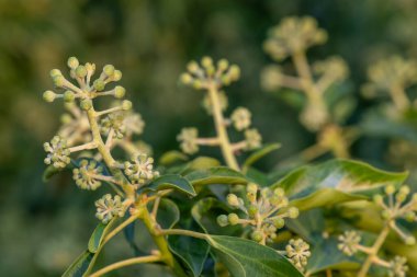Yaygın sarmaşık (hedera sarmaşığı) çiçeklerini kapat