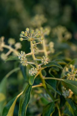 Yaygın sarmaşık (hedera sarmaşığı) çiçeklerini kapat