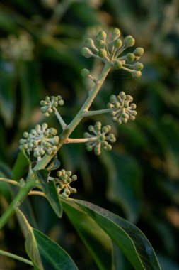 Yaygın sarmaşık (hedera sarmaşığı) çiçeklerini kapat