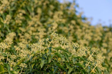 Yaygın sarmaşık (hedera sarmaşığı) çiçeklerini kapat