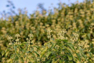 Yaygın sarmaşık (hedera sarmaşığı) çiçeklerini kapat