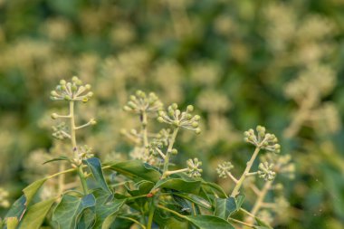 Yaygın sarmaşık (hedera sarmaşığı) çiçeklerini kapat