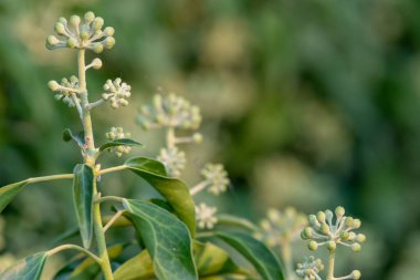 Yaygın sarmaşık (hedera sarmaşığı) çiçeklerini kapat