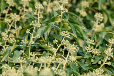 Yaygın sarmaşık (hedera sarmaşığı) çiçeklerini kapat