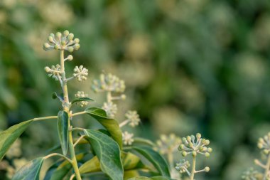 Yaygın sarmaşık (hedera sarmaşığı) çiçeklerini kapat