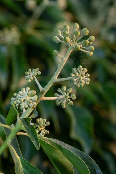 Yaygın sarmaşık (hedera sarmaşığı) çiçeklerini kapat