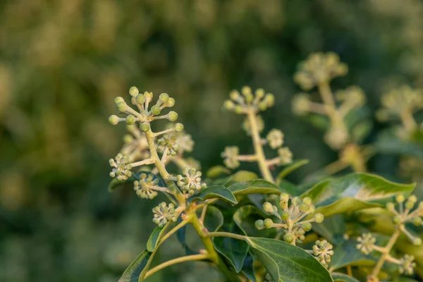 Yaygın sarmaşık (hedera sarmaşığı) çiçeklerini kapat