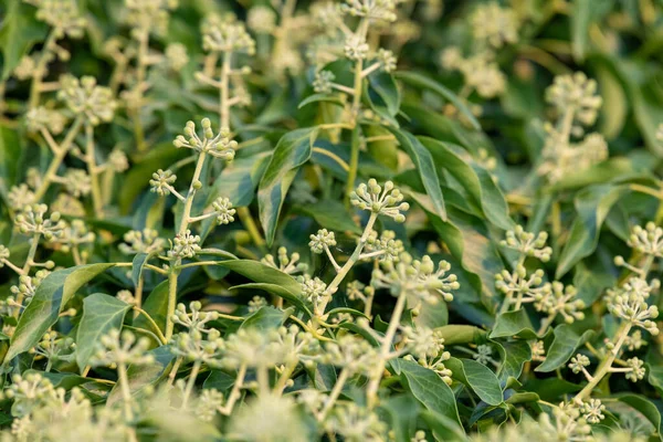 Yaygın sarmaşık (hedera sarmaşığı) çiçeklerini kapat