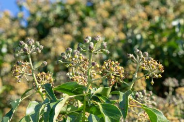 Yaygın bir sarmaşık (hedera sarmaşığı) üzerindeki çiçekleri ve meyveleri kapat