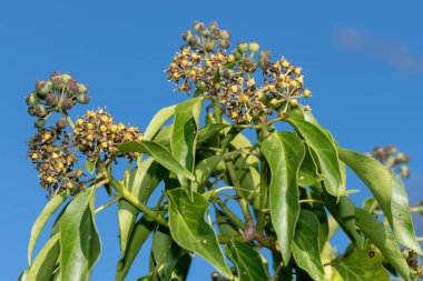 Yaygın bir sarmaşık (hedera sarmaşığı) üzerindeki çiçekleri ve meyveleri kapat