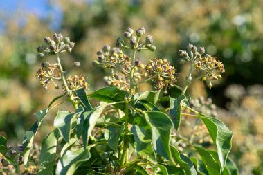 Yaygın bir sarmaşık (hedera sarmaşığı) üzerindeki çiçekleri ve meyveleri kapat