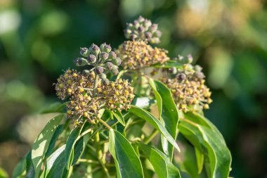 Yaygın sarmaşık (hedera sarmaşık) çiçekler ve böğürtlenler