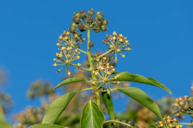 Yaygın sarmaşık (hedera sarmaşık) çiçekler ve böğürtlenler