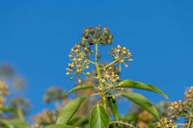 Yaygın sarmaşık (hedera sarmaşık) çiçekler ve böğürtlenler