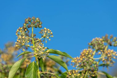 Yaygın sarmaşık (hedera sarmaşık) çiçekler ve böğürtlenler