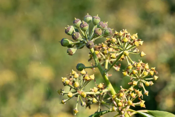 Yaygın bir sarmaşık (hedera sarmaşığı) üzerindeki çiçekleri ve meyveleri kapat
