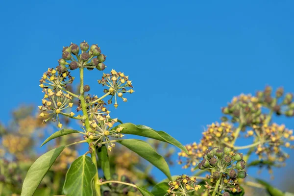 Yaygın sarmaşık (hedera sarmaşık) çiçekler ve böğürtlenler