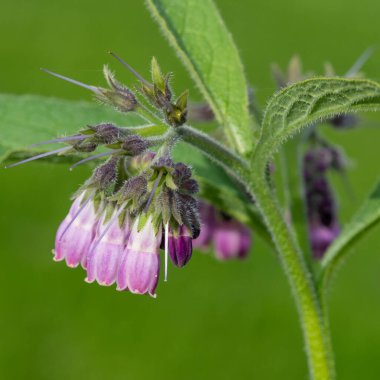 Çiçekler çiçek açtığında (simfizum officinale) ortak comfrey yakın çekim