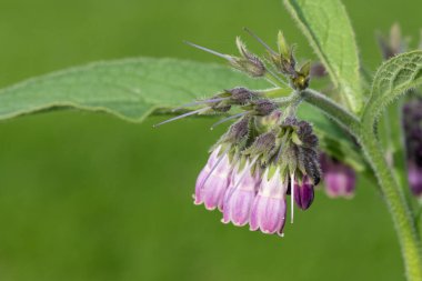 Çiçekler çiçek açtığında (simfizum officinale) ortak comfrey yakın çekim