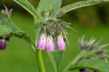 Çiçekler çiçek açtığında (simfizum officinale) ortak comfrey yakın çekim