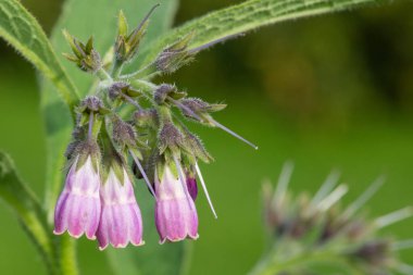 Çiçekler çiçek açtığında (simfizum officinale) ortak comfrey yakın çekim