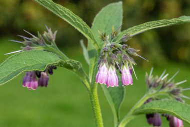 Çiçekler çiçek açtığında (simfizum officinale) ortak comfrey yakın çekim