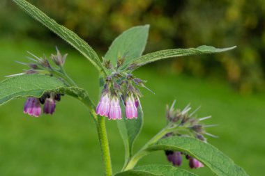 Çiçekler çiçek açtığında (simfizum officinale) ortak comfrey yakın çekim