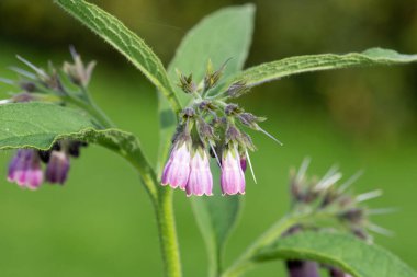 Çiçekler çiçek açtığında (simfizum officinale) ortak comfrey yakın çekim