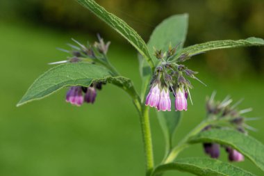 Çiçekler çiçek açtığında (simfizum officinale) ortak comfrey yakın çekim