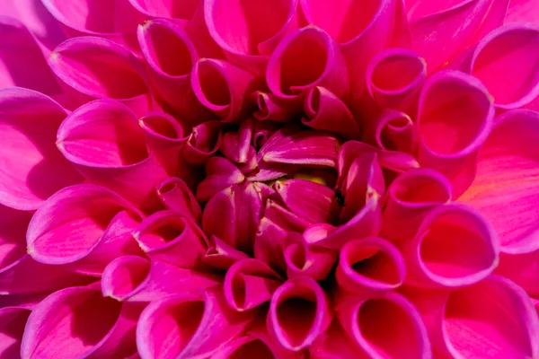 Primer Plano Una Flor Dalia Rosa Flor — Foto de Stock