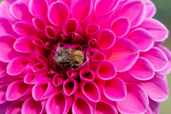 Close Uma Flor Rosa Dahlia Flor — Fotografia de Stock