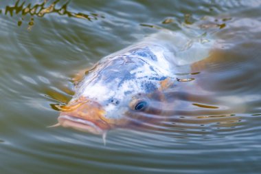 Suyun yüzeyinde yüzen bir sazan balığının yakınında.