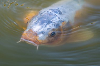 Suyun yüzeyinde yüzen bir sazan balığının yakınında.