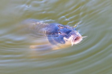 Suyun yüzeyinde yüzen bir sazan balığının yakınında.