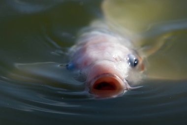 Suyun yüzeyinde yüzen bir sazan balığının yakınında.