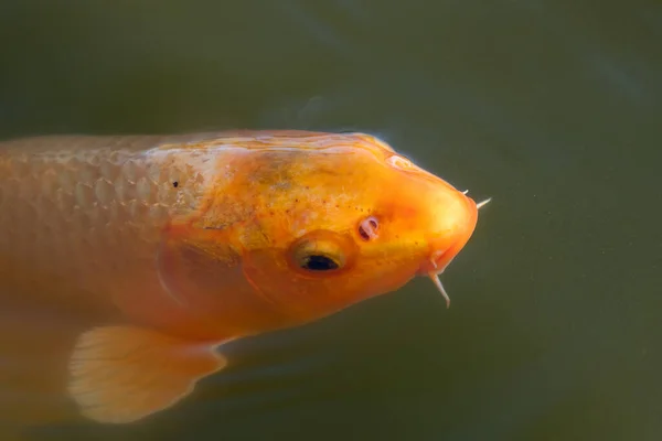 Primer Plano Una Carpa Koi Nadando Cerca Superficie Del Agua —  Fotos de Stock