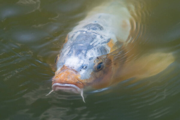 Крупным плаванием карпа кои возле поверхности воды