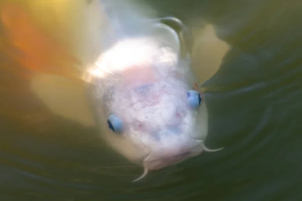 Suyun Yüzeyinde Yüzen Bir Sazan Balığının Yakınında — Stok fotoğraf
