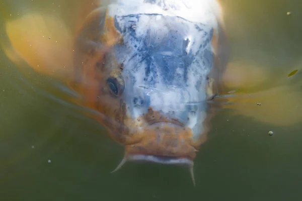 Close Koi Carp Swimming Surface Water — Stock Photo, Image