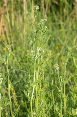 Çiçek açmadan önce yaygın ragwort (jacobea vulgaris) bitkilerini kapatın