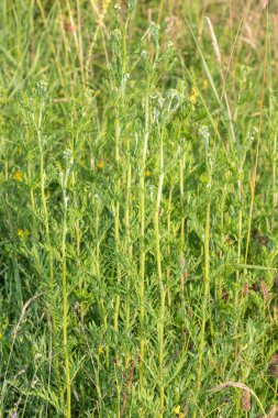 Çiçek açmadan önce yaygın ragwort (jacobea vulgaris) bitkilerini kapatın