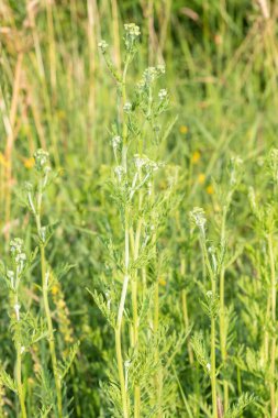 Çiçek açmadan önce yaygın ragwort (jacobea vulgaris) bitkilerini kapatın