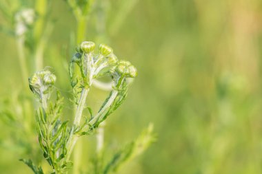 Çiçek açmadan önce bir ragwort (jacobea vulgaris) bitkisinin kapağını kapat