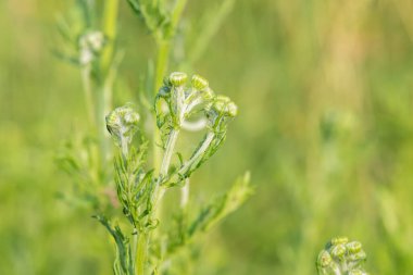 Çiçek açmadan önce bir ragwort (jacobea vulgaris) bitkisinin kapağını kapat