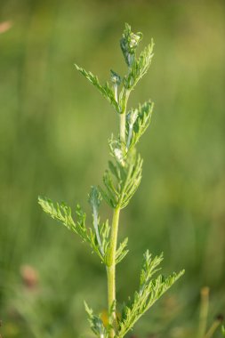 Çiçek açmadan önce bir ragwort (jacobea vulgaris) bitkisinin kapağını kapat