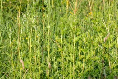 Çiçek açmadan önce yaygın ragwort (jacobea vulgaris) bitkilerini kapatın
