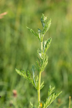 Çiçek açmadan önce bir ragwort (jacobea vulgaris) bitkisinin kapağını kapat